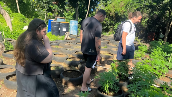 WEED FARM - Image 4
