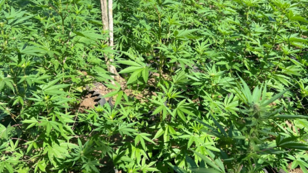 WEED FARM - Image 3