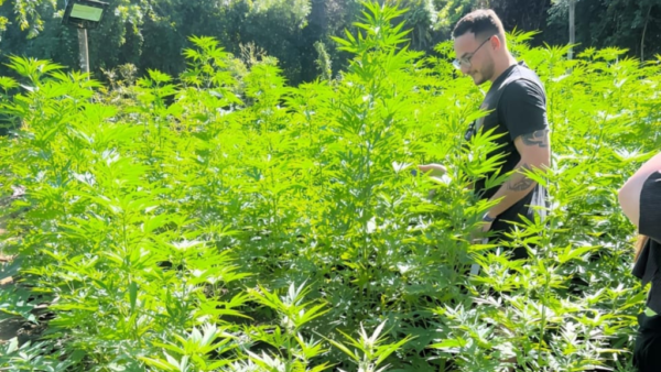 WEED FARM - Image 2
