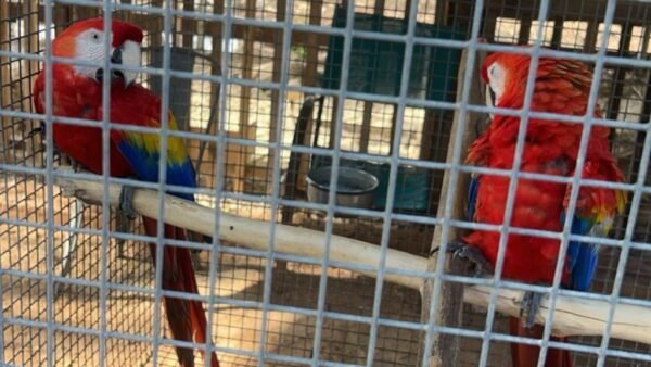 BIRD SANCTUARY - Image 5