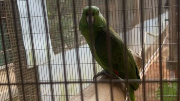 BIRD SANCTUARY - Image 3