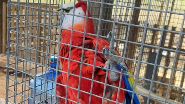BIRD SANCTUARY - Image 2
