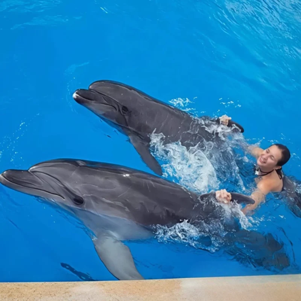 DOLPHINS COVE